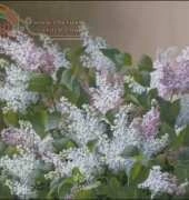 Golden Kite GK 1560 Spray of Lilacs