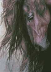 HAED HAELAP 102 Equus by Laura Prindle