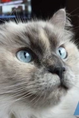 Lovely cat