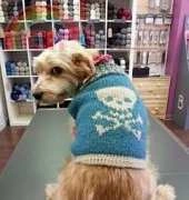Rock my Pilou Pet Cloth by Nathalie Guéniche -Free