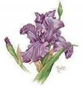 Iris from Leisure Arts 3493 Pillows from Paulas Garden (pat)