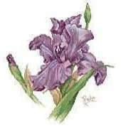 Iris from Leisure Arts 3493 Pillows from Paulas Garden (pat)