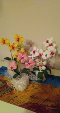 orchids
