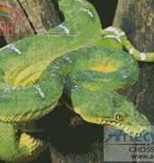 Artecy Cross Stitch - Emerald Tree Boa