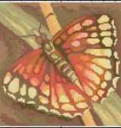 Butterfly - 3x