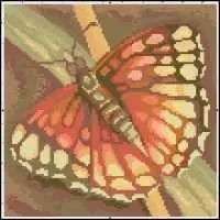 Butterfly - 3x