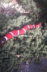 Coral snake (Micrurus corallinus)