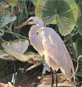 HAELTJ 157  Egret by Lewis T. Johnson