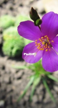 Talinum calycinum