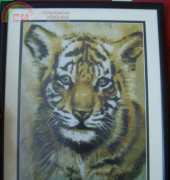 Baby tiger