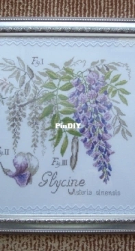 DFEA etude botanique Glycine