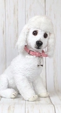 Ambercraftstore - Tatjana Ozolina - Poodle Dog