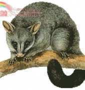 Artecy - brush tail possum