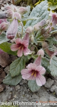 Rehmannia glutinosa - Ремания