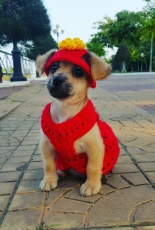 Red Dress For My Puppy