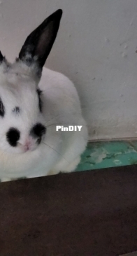 Mustard the Bunny