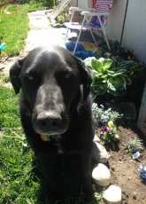 My dog Rex