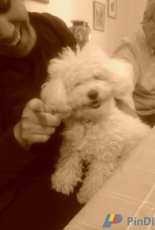 Lola