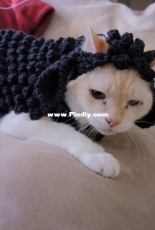 Fleecey felines + Sheepy canines by Alexandria Wenninger-Free