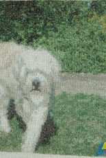 my dog