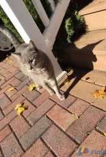 kitty