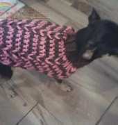 Dog sweater