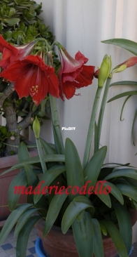 amaryllis flowers
