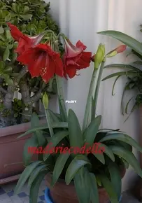 amaryllis flowers