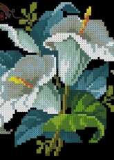 Miniature Calla Lily