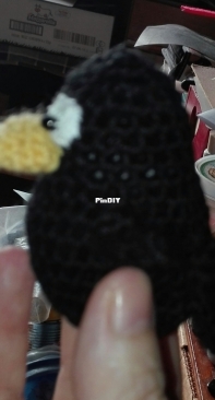 Little crow