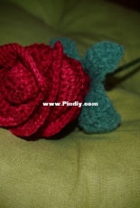 My first rose