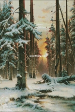 EstE - 116  Winter Sunset in the Spruce Forest
