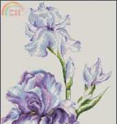 Luca-S B2251 - Irises