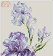 Luca-S B2251 - Irises