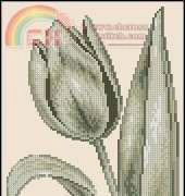 Zolotoe Runo PX-001 Tulip