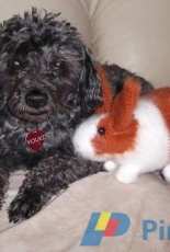 a white and red rabbit