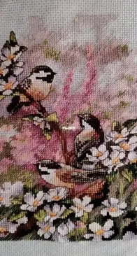 Dimensions 6884 chickadees in spring