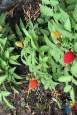 Raspberry