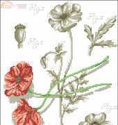 De Fil En Aiguille ( DFEA ) : Flower and Shadow - Papaver