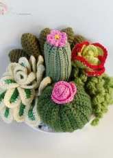 succulent