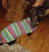 Doggy Coat