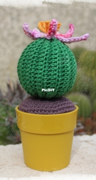 Cactus