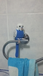 my budgie