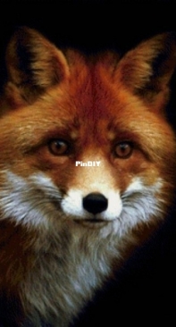 Bozenka 1001 - Fox XSD