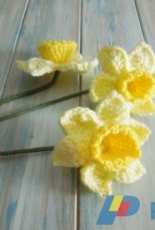 Happy Berry - Spring Daffodils - Free