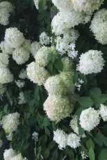 white Hydrangea macrophylla