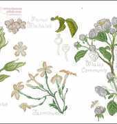 DMC 14561F Les Duos Botanique Jasmine
