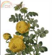 Golden Kite GK 355 - Rosa Salfarea