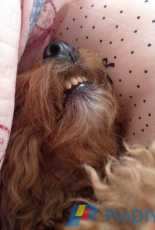 Sleeping like a boss