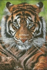 Chimera - Tiger XSD